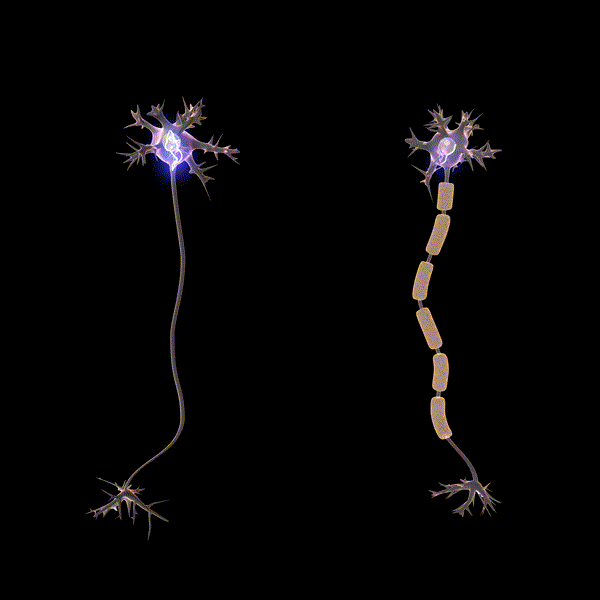 Myelin Saltatory Conduction
